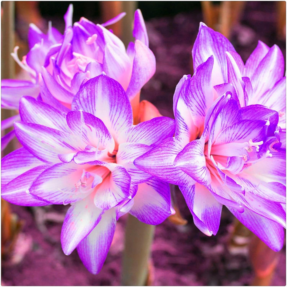 Lebende Pflanzen,Mehrjährige Blumenzwiebel ist winterhart, Winterhart pflanzen, Mysteriöse magische Glühbirne, Blumenzwiebel Mix-4 Oxalis Triangularis Blumenzwiebeln