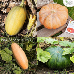 Kürbis Samen Set: 8 Sorten Premium Kürbis Saatgut Für Die Anzucht Von Kürbis Pflanzen Im Garten, Hochbeet Und Gewächshaus – Muskatkürbis Samen, Halloween Kürbis Samen, Beste Gemüse Samen Von Owngrown