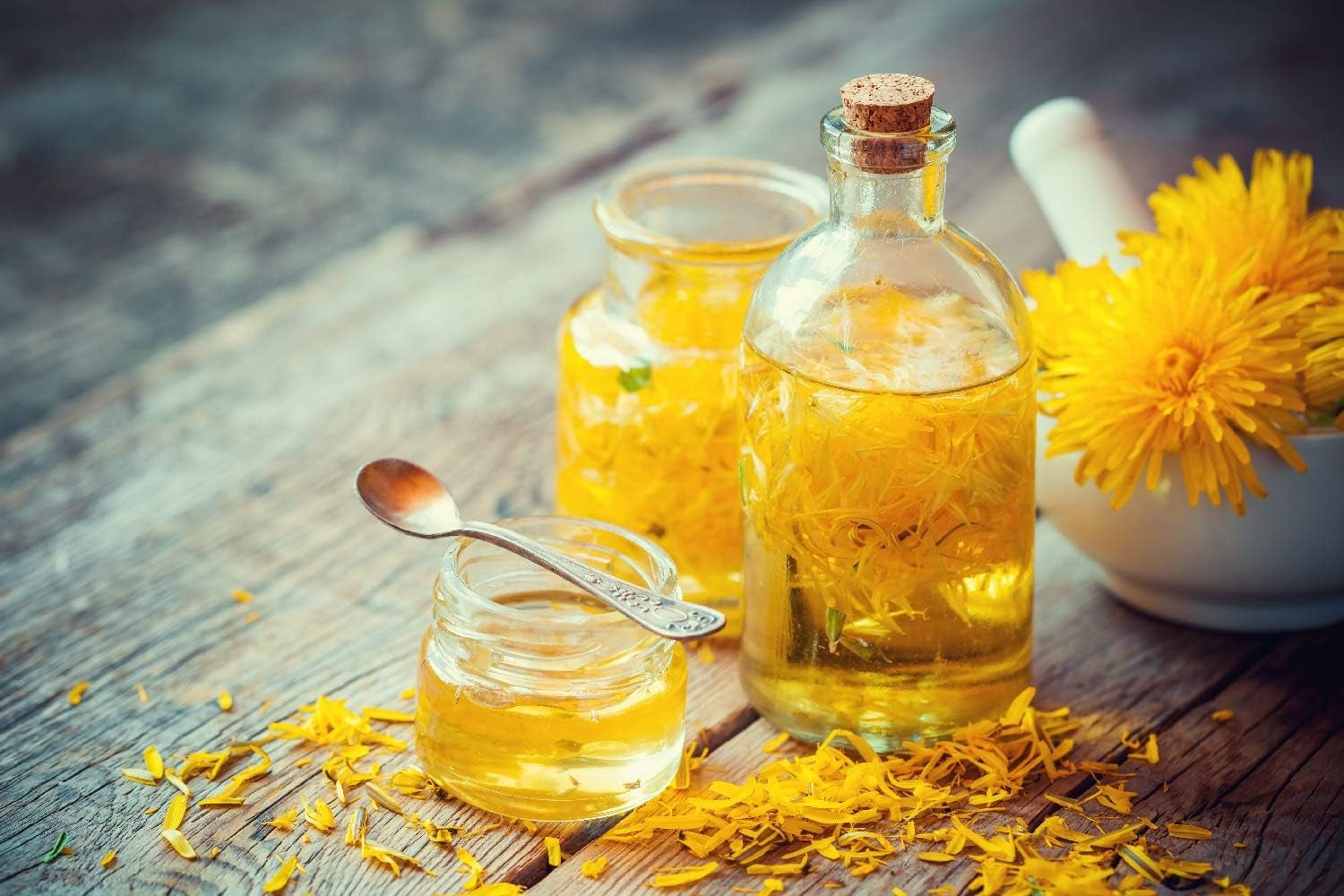 SAFLAX - BIO - Pampeliška - 400 semen - Taraxacum officinale