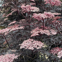 Holunder, Garten Praktische Geschenke Geschenke Für Gartenfreunde Kräutergarten Geschenk Bonsaibaum Winterhart 150Samen