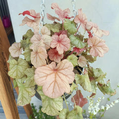 Heuchera Purpurglöckchen Schnell Wachsende Sträucher Steingartenpflanzen Wildblumen Heilkräuter Garten Geschenk Küchenkräuter Balkonpflanzen Balkon Kräutergarten Küche Indoor 350Samen