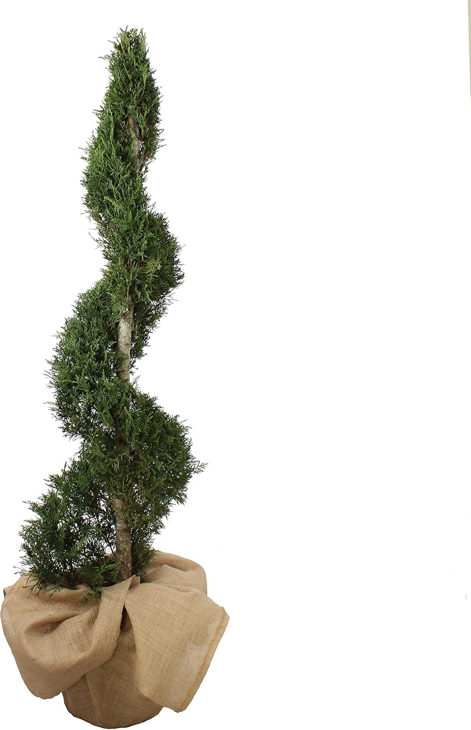 KENTIS - Cupressocyparis Leylandii - Drei Ball Zypressen - Echte Winterharte Pflanzen Für Garten - H 140-160 Cm Topf Ø 30 Cm