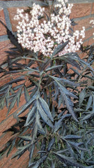 Schwarzlaubiger Holunder Sambucus Nigra Black Lace 80-100 Cm Hoch Solitär Im 12 Liter Pflanzcontainer