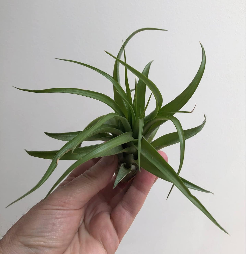 Tillandsien Pflanzen - Luftpflanzen Echt - Air Plants - Tilldandsia - 3Er Set Quallenpflanzen Mit Alfonso-Seeigeln - Bromeliengewächs - Spanisches Moos - Luftpflanzen Halterung - Trendyairplants