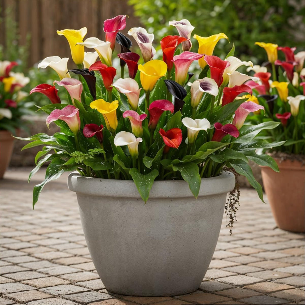 Calla Lilien Zwiebeln Winterhart Mehrjährig - Zantedeschia - 10 velkých Blumenzwiebeln, 5 Sorten Mix - Echte Pflanzen aus Holland - für Garten und Topf (große Knollen, kein Samen und nicht künstlich)