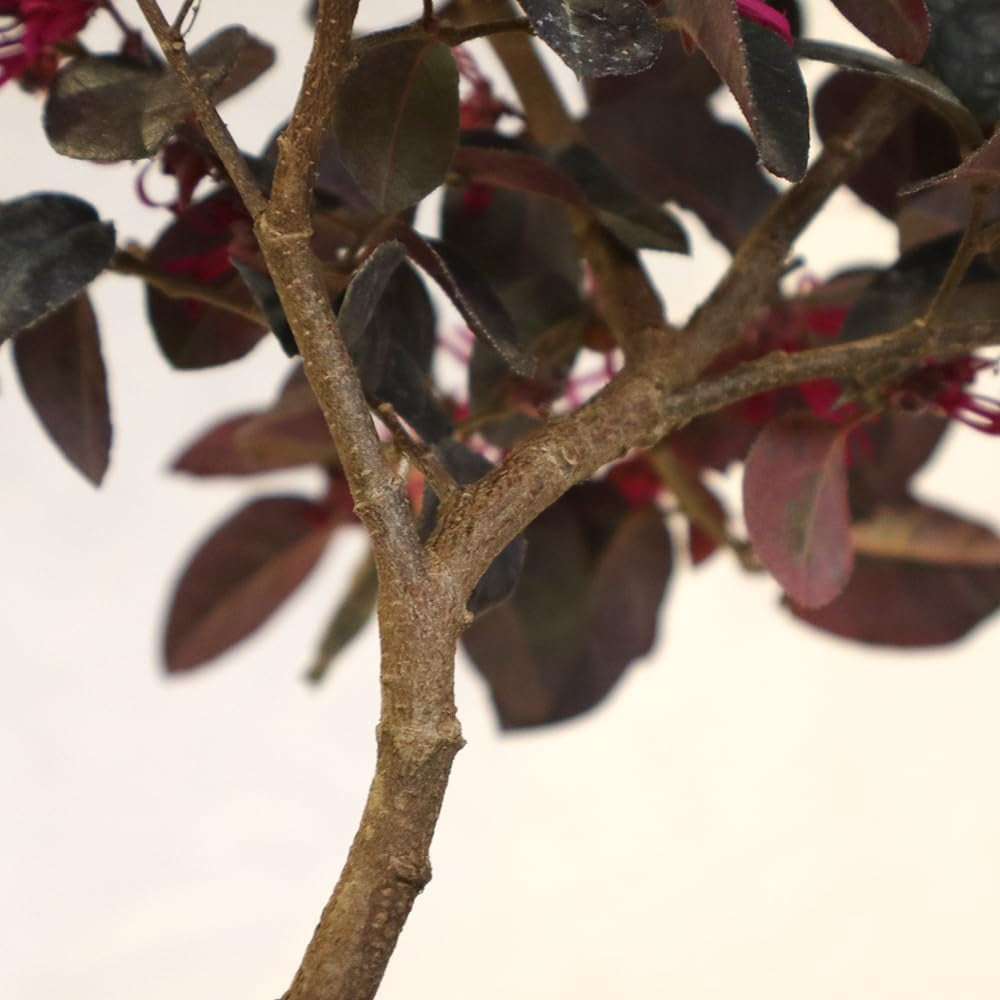 KENTIS - Bonsai Loropetalum - Echter Dekorativer Outdoor-Bonsai - Echte Pflanzen Für Die Balkonterrasse - H 35-40 Cm Topf Ø 21 Cm