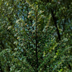 Teppichmispel, Geschenke Für Gärtner Bodendecker Cotoneaster Dammeri, Kaufen Zwergmispel, Sträucher Winterhart Immergrün Blumensamen Balkonpflanzen Alte Sorten 450Samen