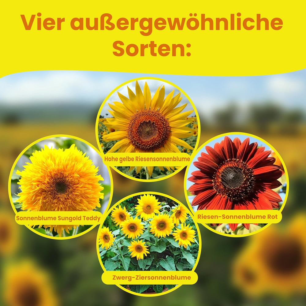 LERAVA® Sonnenblumen Samen Set (4 druhy) - Riesige gelbe & rote Sonnenblume - Zwerg und Sungold Teddy - Premium Sonnenblumensamen für Garten und Balkon - Blumensamen Geschenk für Hobbygärtner
