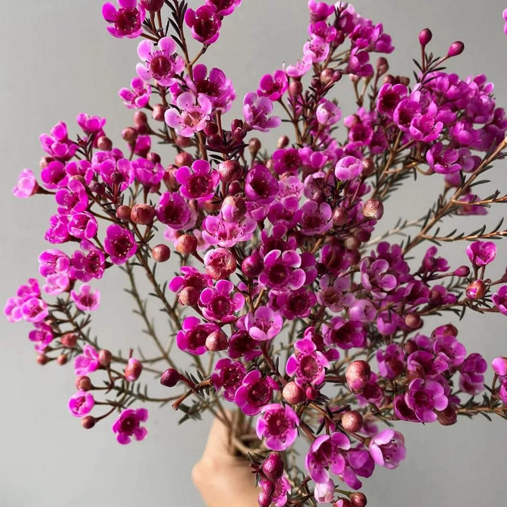 Chamelaucium Uncinatum - Balkonpflanzen Frühlingsblumen Winterharte Gartenblumen Topfpflanzen Nachhaltige Geschenke Luftreinigende Zimmerpflanzen Garten Baumsamen Bonsai Minigarten Für 300Samen