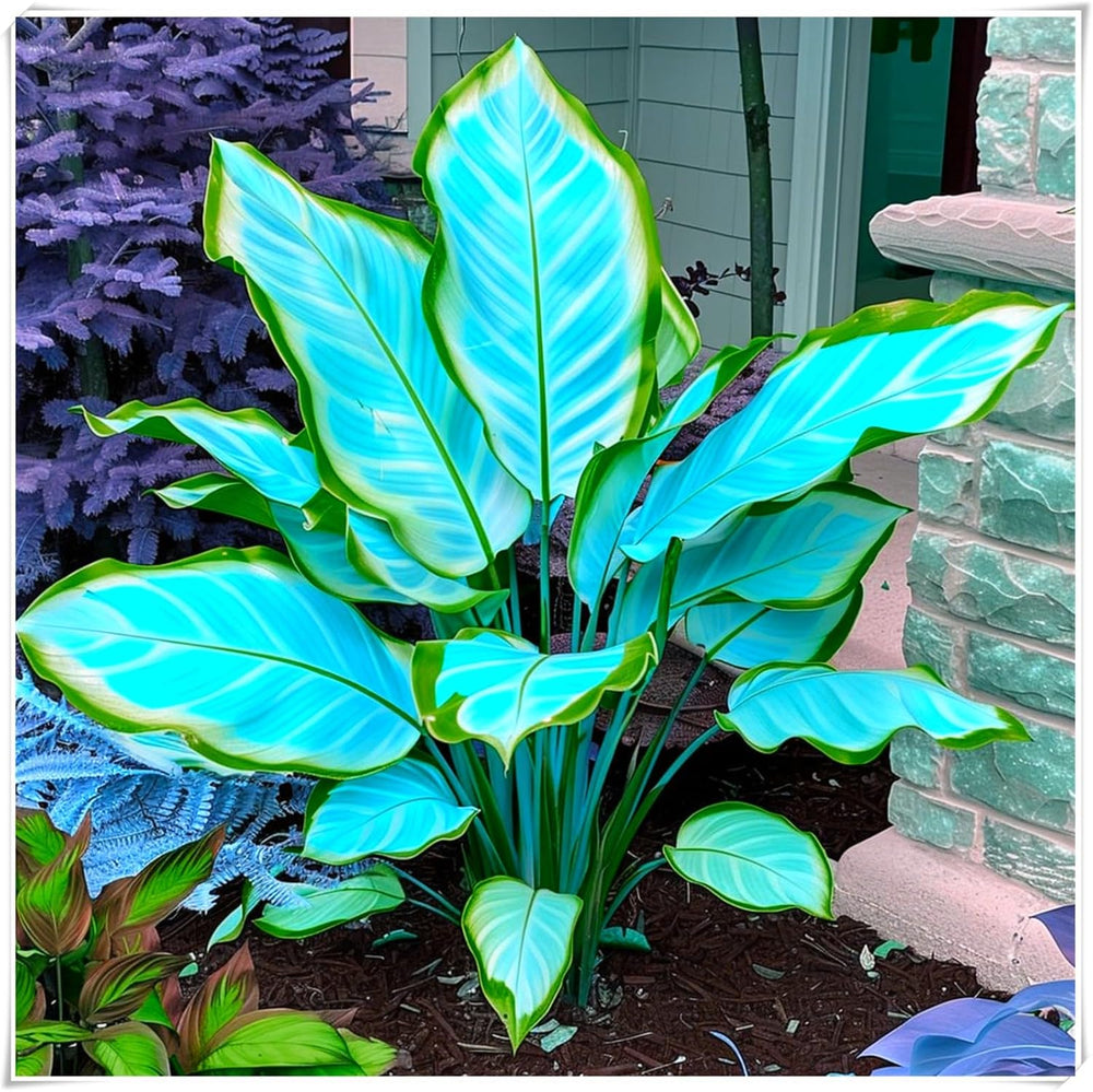 Směs cibulovin, mysteriózní kouzelná cibulka, mrazuvzdorná výsadba, mrazuvzdorná trvalka, mrazuvzdorné cibuloviny – 3 cibule orchidejí