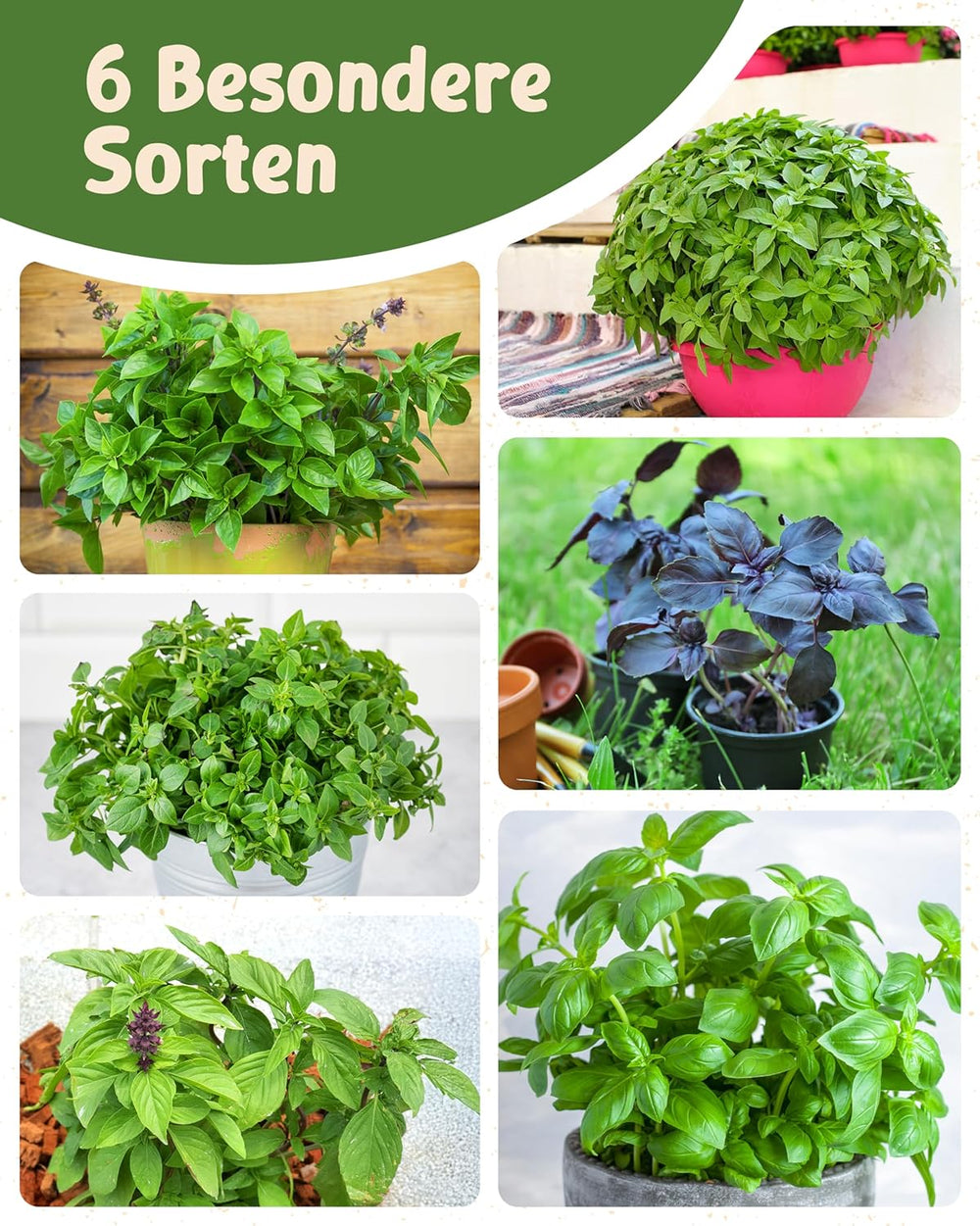 Bio semínka bazalky v sadě 6 - 6 semínek bazalky pro snadné pěstování na zahradě, na balkóně nebo na vyvýšeném záhonu - Semena rostlin - Sazenice