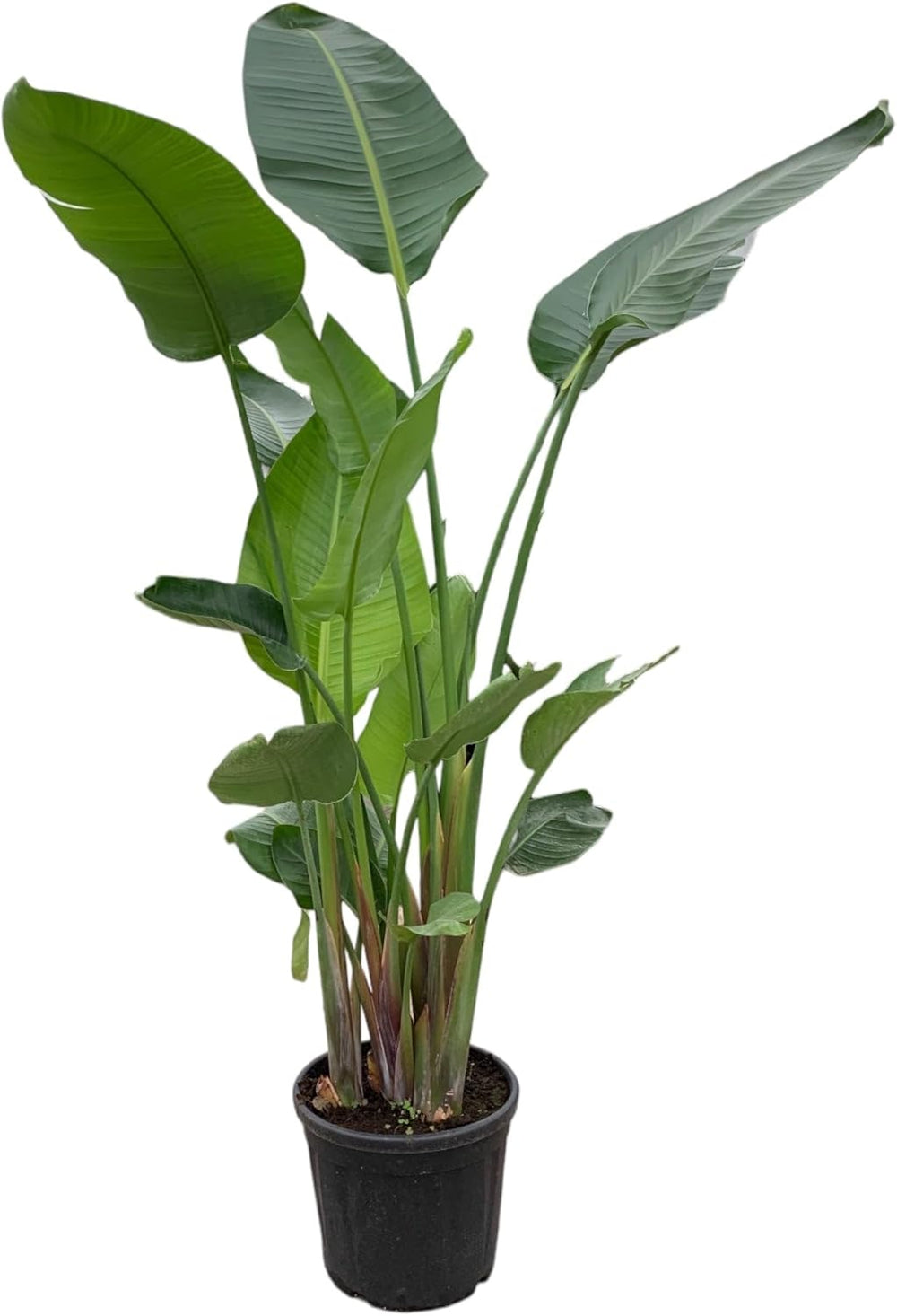 Trendyplants - Strelitzia Nicolai - Paradiesvogelblume - Zimmerpflanze - Höhe 160-180 Cm - Topfgröße Ø24Cm