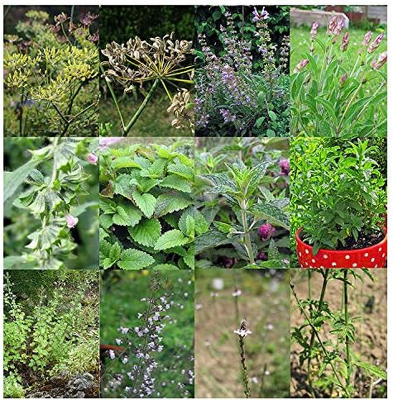 Magic Garden Seeds - Selbstgemachter Kräutertee - Samen Geschenk Set Mit 6 Wohltuenden Kräutersorten - Anzuchtset Mit Pfefferminze, Zitronenmelisse, Salbei, Bergminze, Eisenkraut Und Gewürzfenchel