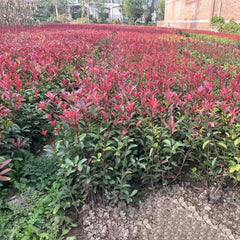 Rote Glanzmispelsamen, Red Robinsamen, Blumensamen Balkon Bodendecker Winterhart Exotische Kübelpflanzen 150Pcs
