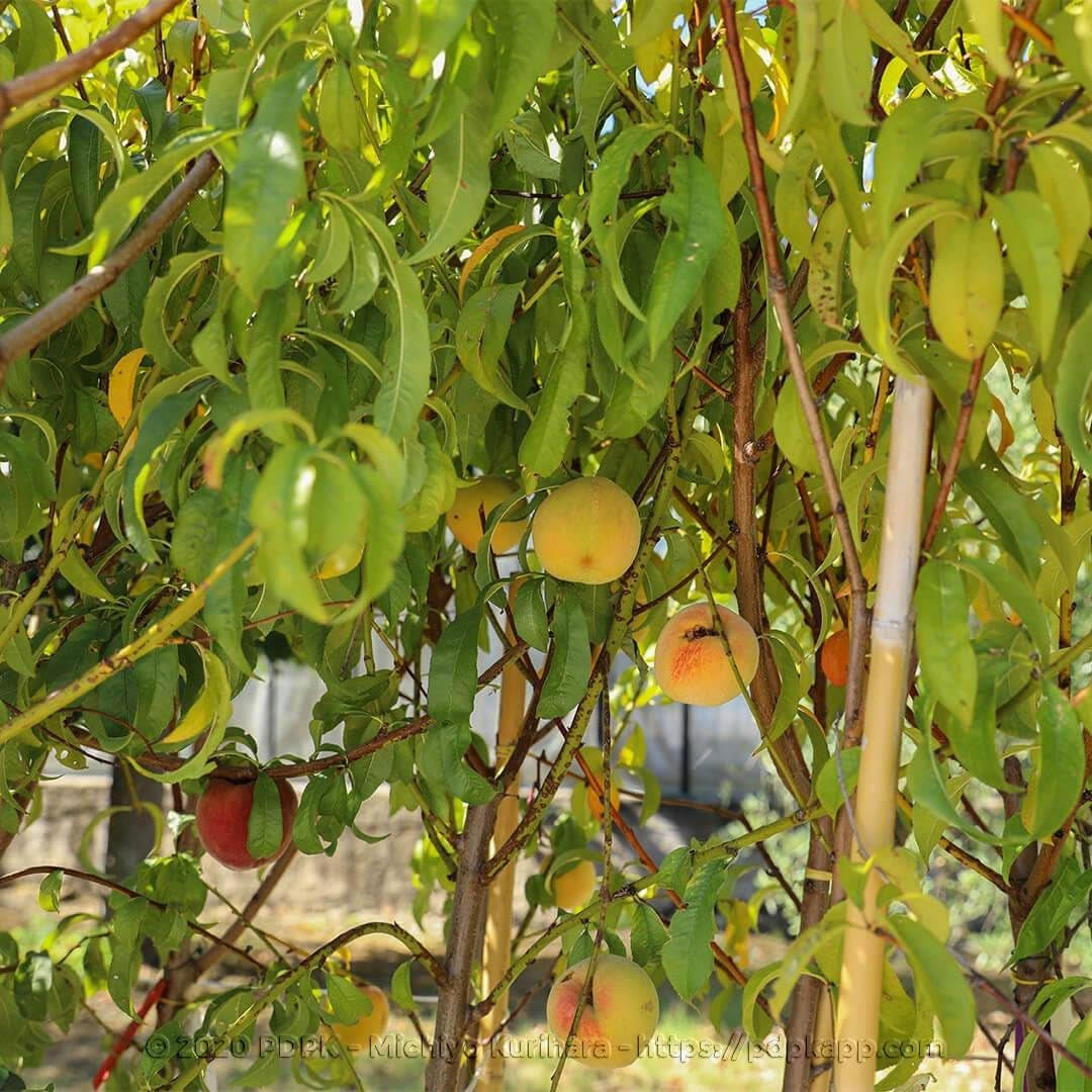 Pfirsiche Mit Gelbem Fleisch Fayette - Obstpflanze Alte Frucht Auf Blumentopf 26 Innestata Su Portainnesto - Baum Max 120 Cm - 4 Jahre Anbau Italien
