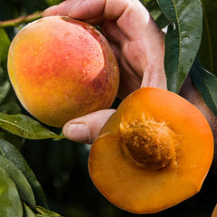 Pfirsiche Nektarinen Mit Gelbem Fruchtfleisch Indipendence - Obstpflanze Alte Frucht Auf Blumentopf 26 Baum Max 200 Cm – 4 Jahre Anbau Italien
