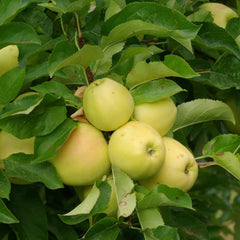 Apfelbaum Golden B – Antike Sorte, Topf Ø 20 Cm, Höhe 150–170 Cm, Alter: 2 Jahre – Italienische Baumschule