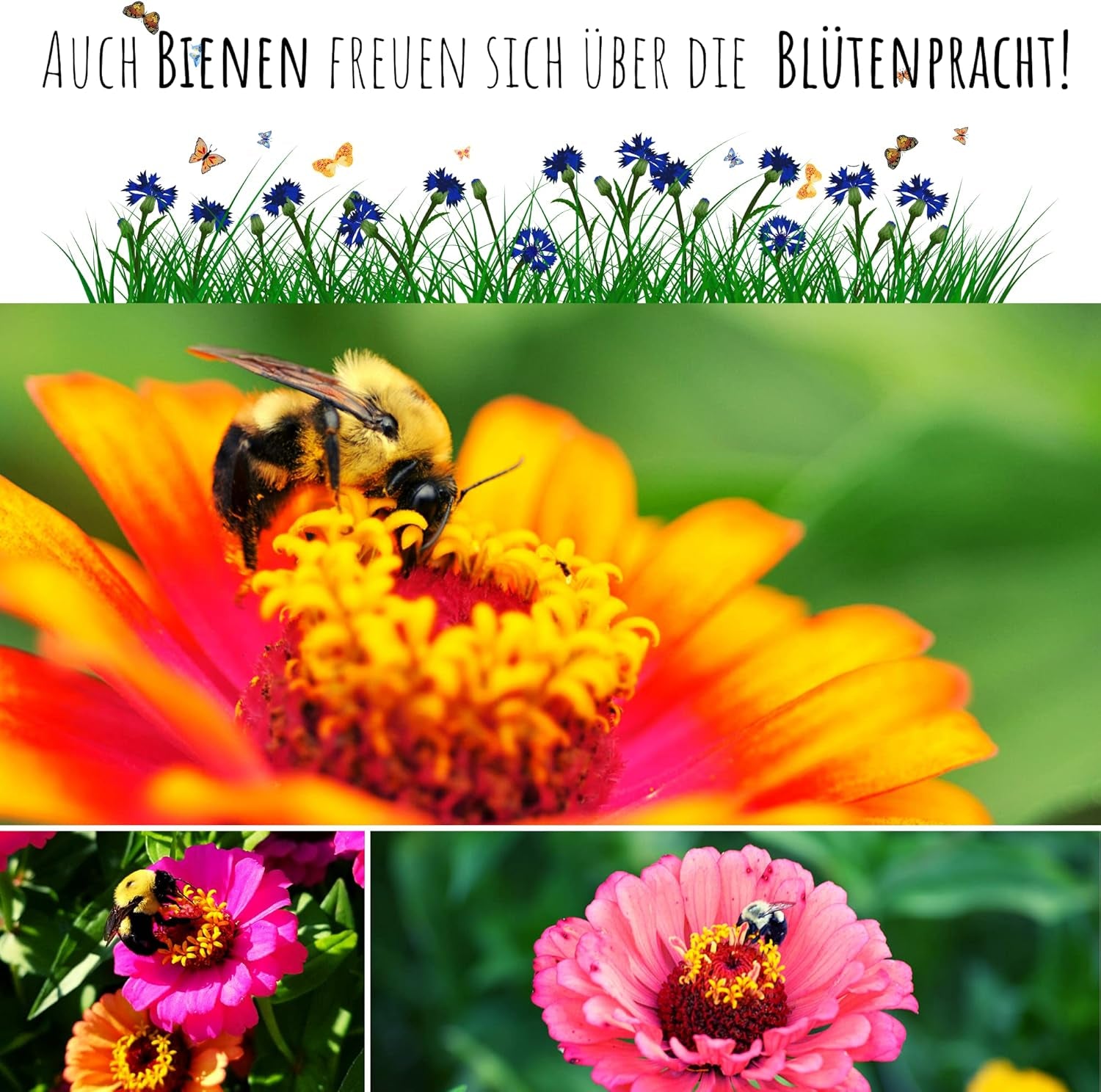 Směs semen cínie (Zinnia) - Barevné letní květiny na zahradní záhon, balkon, terasu i jako řezané květiny do váz