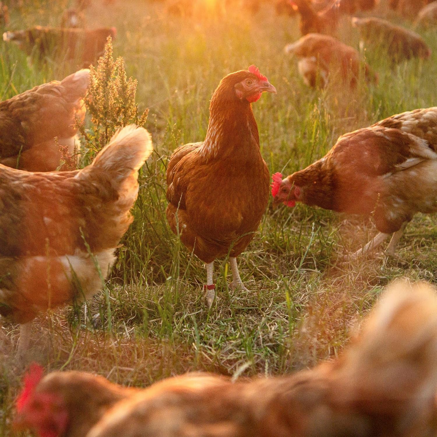 Ida Plus - GoldenEgg 200 ml - redukované Brucheier & Federfressen - podporováno Federwachstum & Federkleid - Wichtige Mineralien & Vitamine für Hühner - Beste Eierqualität bei Ihrer Hühnerhaltung