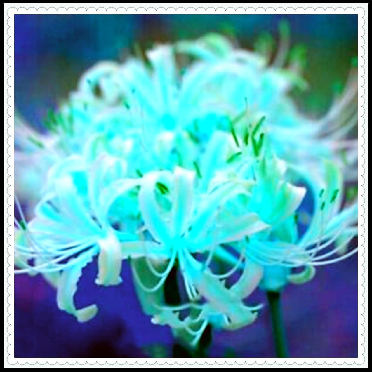 Směs cibulovin, mysteriózní kouzelná cibulka, mrazuvzdorná výsadba, mrazuvzdorná trvalka, mrazuvzdorné cibuloviny – 3 cibule orchidejí