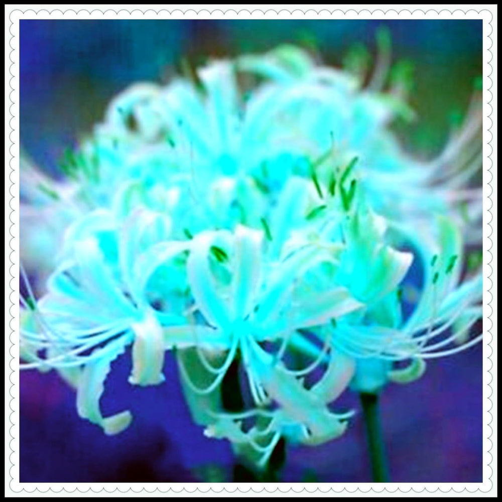 Směs cibulovin, mysteriózní kouzelná cibulka, mrazuvzdorná výsadba, mrazuvzdorná trvalka, mrazuvzdorné cibuloviny – 3 cibule orchidejí