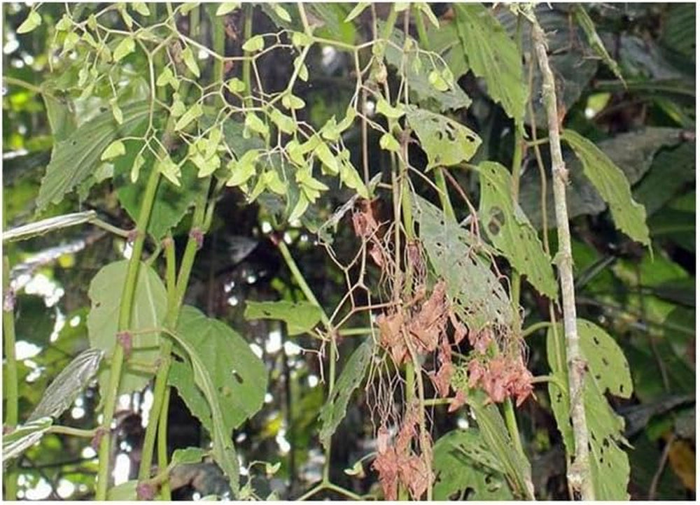 Stk - 10X Begonia Glabra Ziersträucher Garten Pflanzen - Samen ID330 -