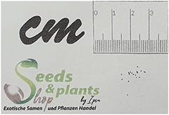Stk - 10X Begonia Urticae Ziersträucher Garten Pflanzen - Samen ID346 -