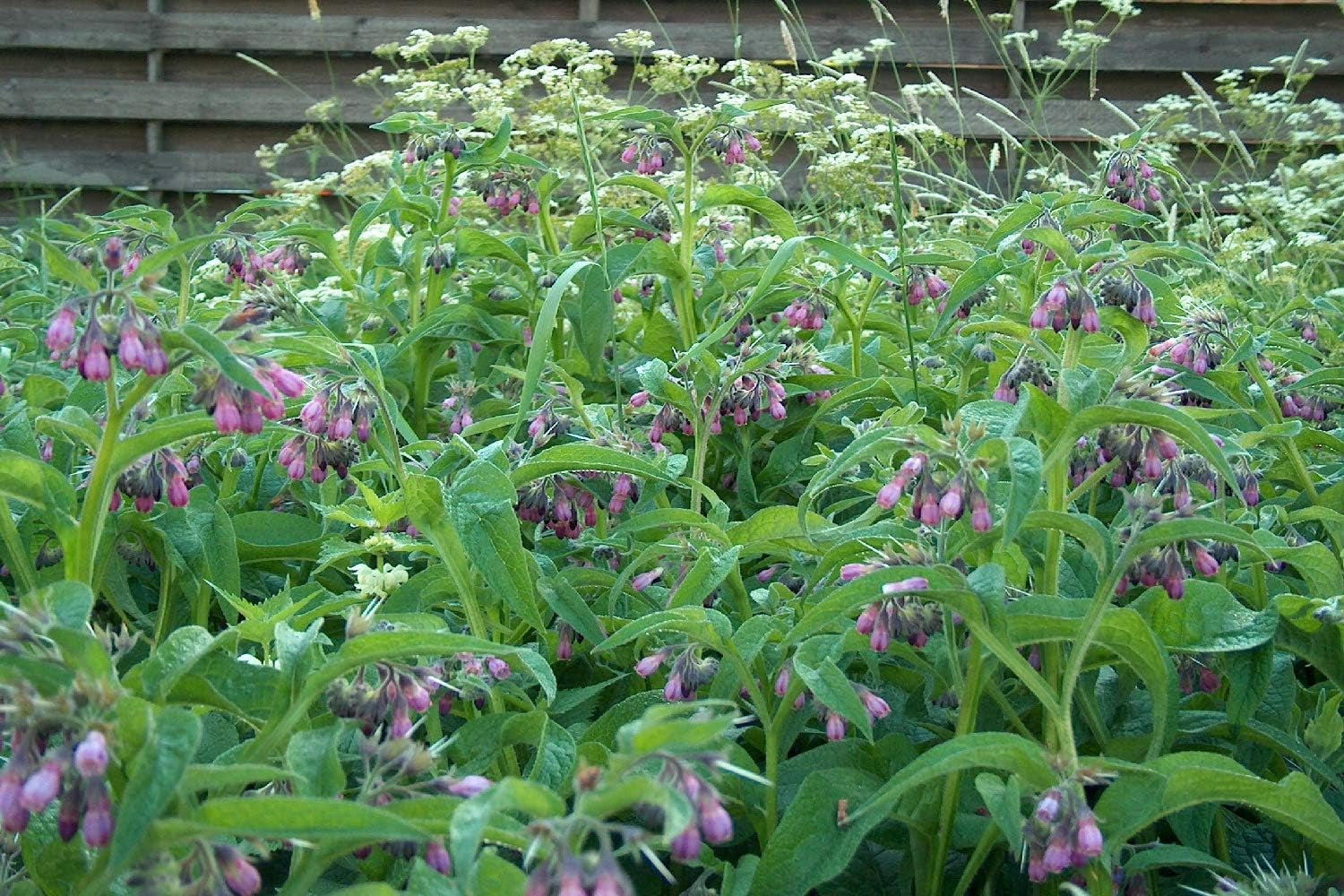SAFLAX - Heilpflanzen - Beinwell - 15 Samen - Mit Keimfreiem Anzuchtsubstrat - Symphytum Officinale