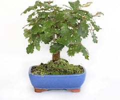 KENTIS - Quercus Pubescens Bonsai - Flaumeiche Bonsai Baum - Eiche - Echte Außenpflanzen - Outdoor Pflanze - Hoch 20-30 Cm Keramiktopf Ø 21 Cm