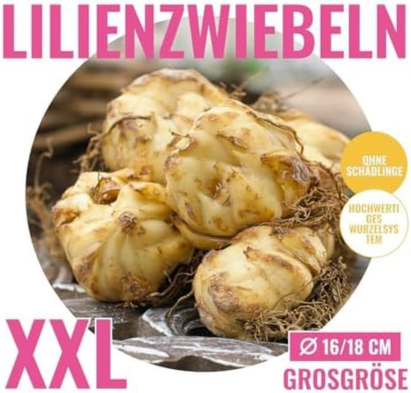 Kolekce obřích cibulí lilie (15 květinových cibulí), 5 vonných odrůd, 5 od každé barvy, holandská vytrvalá směs pro zahradu (velké cibule, bez semen)