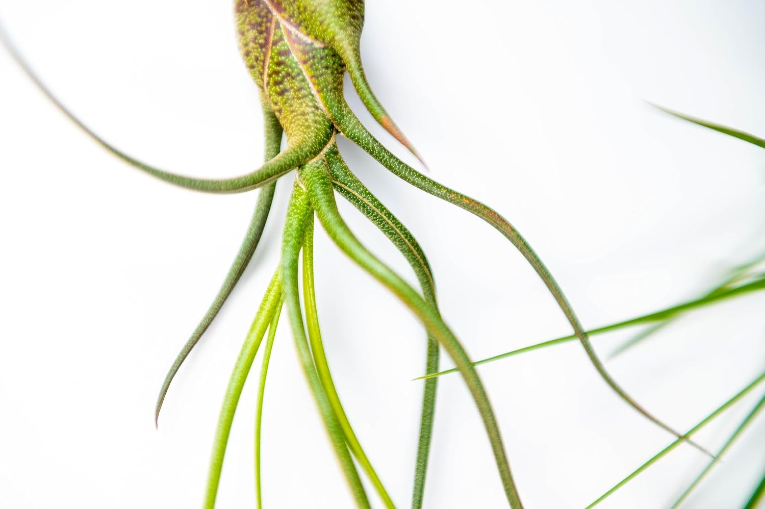 Packung Luftpflanzen - Tillandsia Ionantha, T. Butzii, T. Juncea - Natürliche Blütenpflanzen - Außen Und Innen (3 Stück)