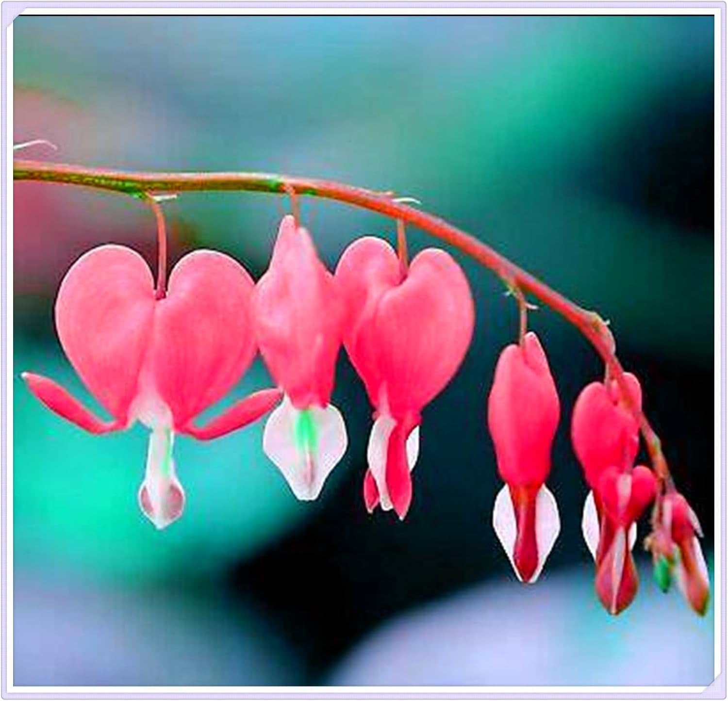 Směs cibulovin, mysteriózní kouzelná cibulka, mrazuvzdorná výsadba, mrazuvzdorná trvalka, mrazuvzdorné cibuloviny – 3 cibule orchidejí