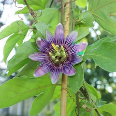 Passionsblume Edulis Spalier - Obstpflanze Alte Frucht Auf Blumentopf 26 Baum Max 200 Cm – 4 Jahre Anbau Italien
