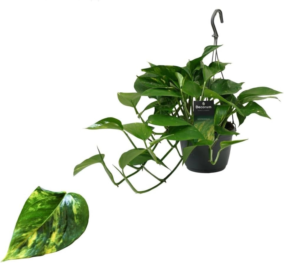 Efeutute (Epipremnum Aureum) Am Moosstab – Große, Pflegeleichte, Luftreinigende Zimmerpflanze Im Topf Ø 24 Cm, Höhe Ca. 120 Cm