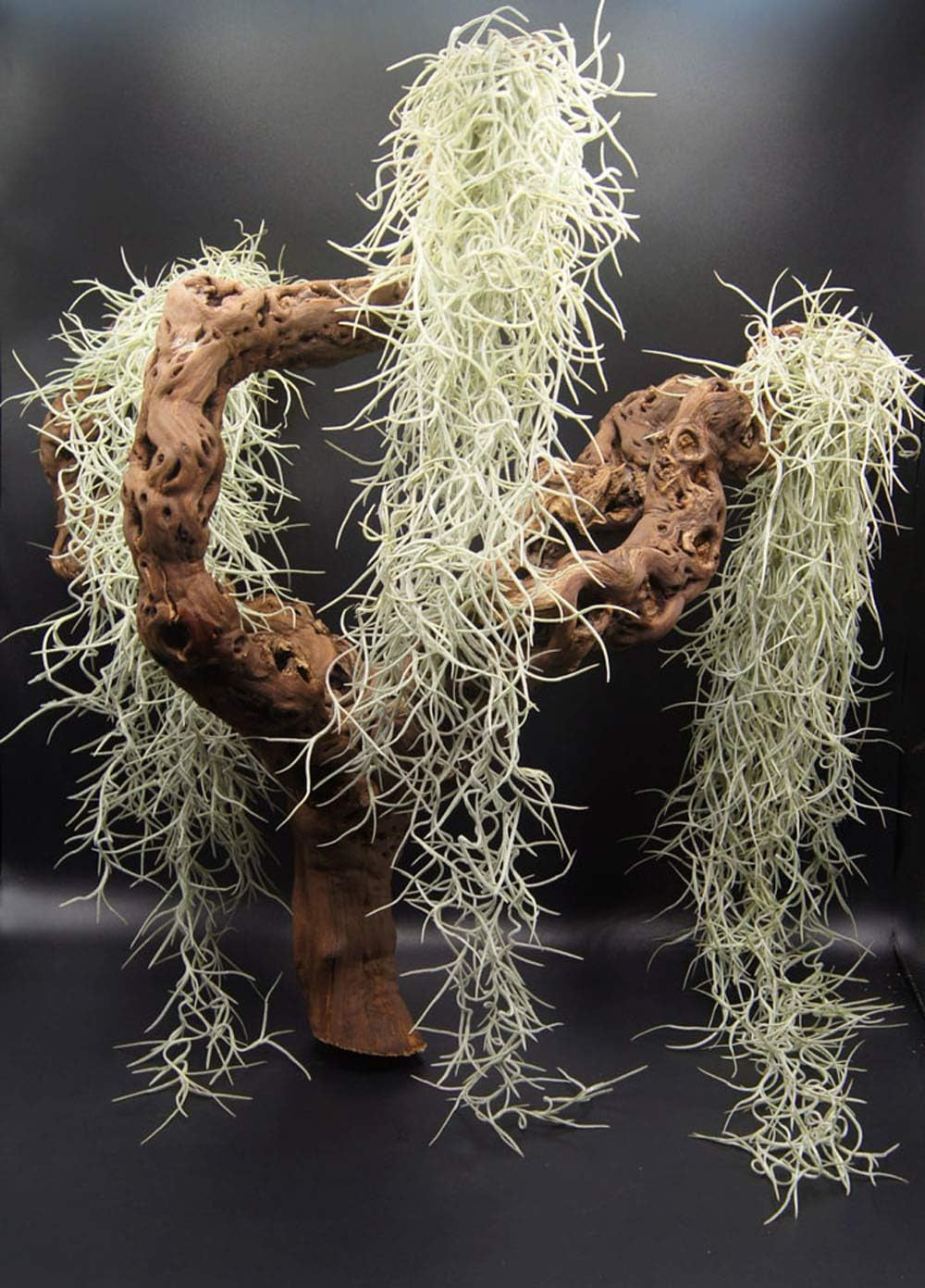 Tillandsia Usneoides, Tillandsien, Bromeliengewächs