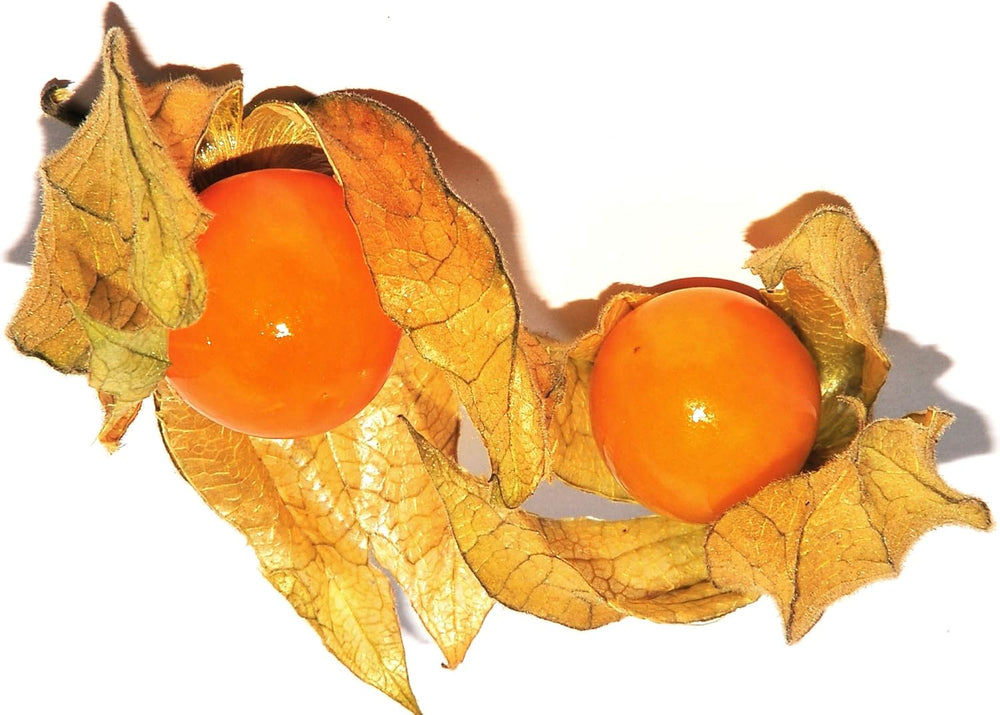 Peruanische Andenbeere -Physalis Peruviana (Edulis) - Samen - (100)