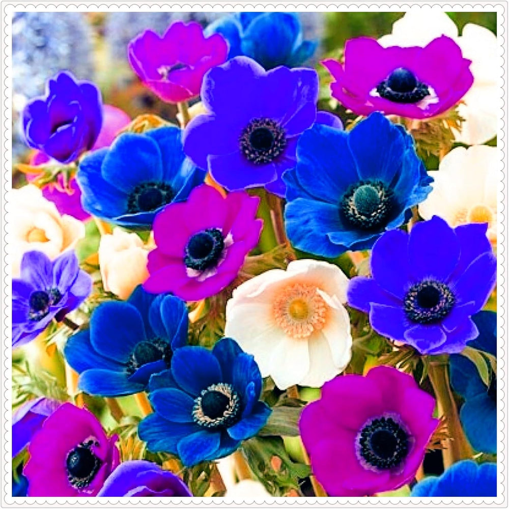 Směs cibulovin, mysteriózní kouzelná cibulka, mrazuvzdorná výsadba, mrazuvzdorná trvalka, mrazuvzdorné cibuloviny – 3 cibule orchidejí