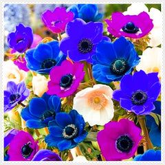 Směs cibulovin, mysteriózní kouzelná cibulka, mrazuvzdorná výsadba, mrazuvzdorná trvalka, mrazuvzdorné cibuloviny – 3 cibule orchidejí