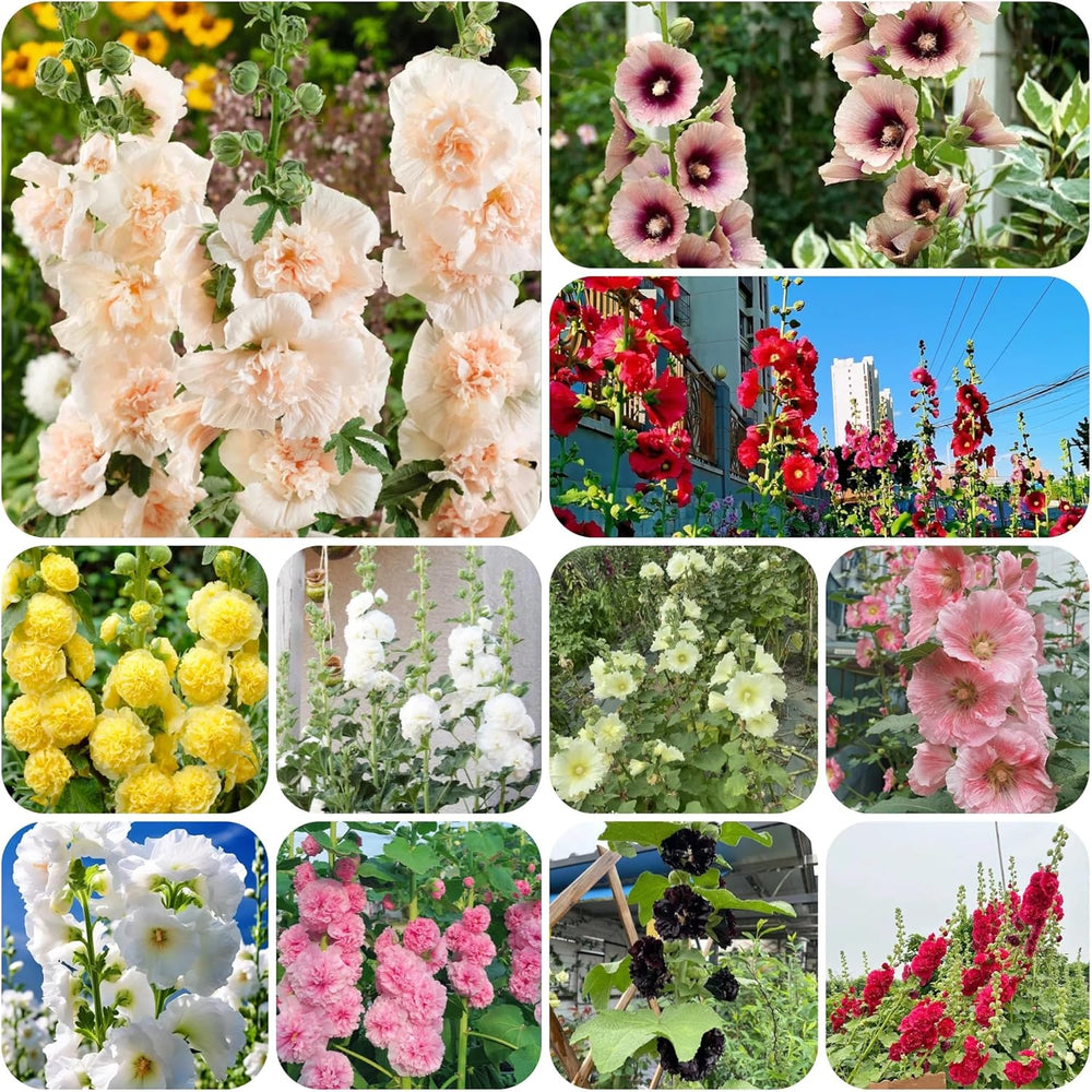 Stockrose - Stockrosensamen Bio Balkon Blumendeko Stockrosen Gartendeko Für Draußen Kräuterpflanzen Balkonpflanzen Ausgefallene Geschenke Topfpflanzen Draußen Winterhart 650Samen