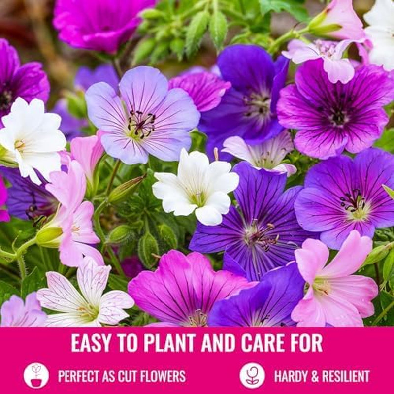 Kolekce Super Trvalka Geranium (10 rostlin/kořenů) Odolná směs 5 odrůd, velké vytrvalé hybridy z Holandska, pro zahradu, vrstvy květin (bez semen, bez umělých cibulovin)