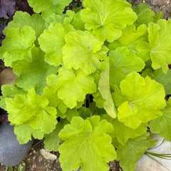 Heuchera - Purpurglöckchen Immergrüne Sträucher Hecken Heilkräuter Garten Geschenk Zimmerpflanzen Gartenpflanzen Bodendecker Gartenkräuter Exotische Balkon 250Samen
