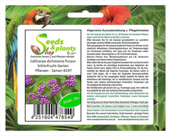 Stk - 10X Callicarpa Dichotoma Purpur Schönfrucht Garten Pflanzen - Samen B197 -