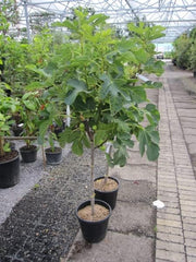 Melonenfeige - Fruchtfeige - Ficus Carica Panache - Hochstamm 90