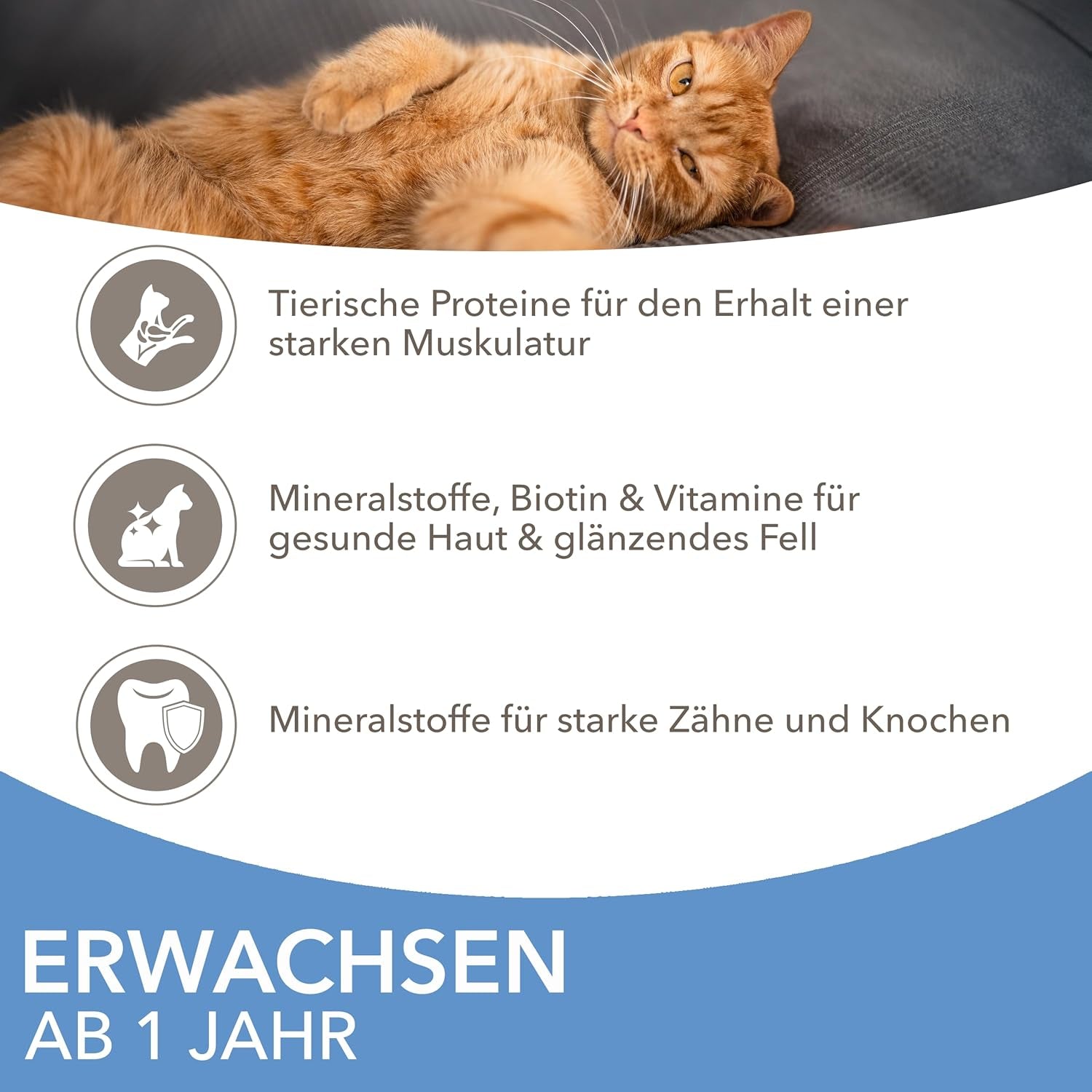 IAMS Delights Sea Collection Katzenfutter Nass - Multipack mit Fisch Sorten (Lachs, Thunfisch, Makrele, Seefisch) in Sauce, Nassfutter für Katzen ab 1 Jahr, 12 x 85g