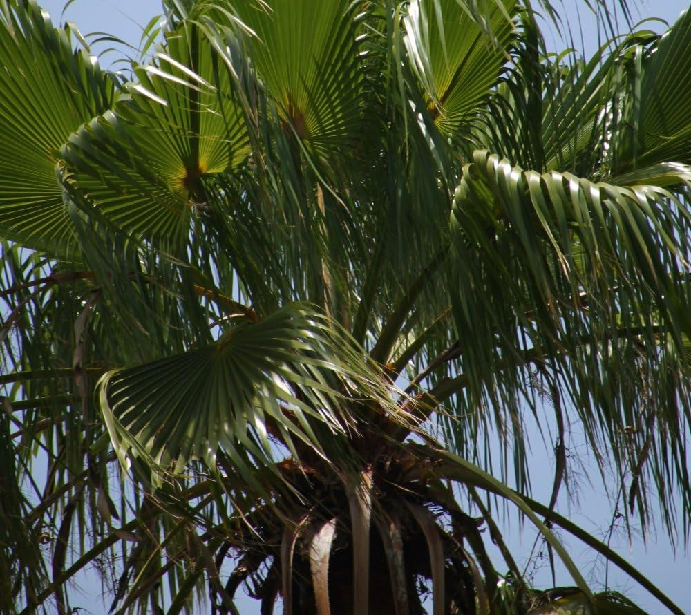 SAFLAX - Washingtonia Fächerpalme - 12 Samen - Mit Keimfreiem Anzuchtsubstrat - Washingtonia Robusta