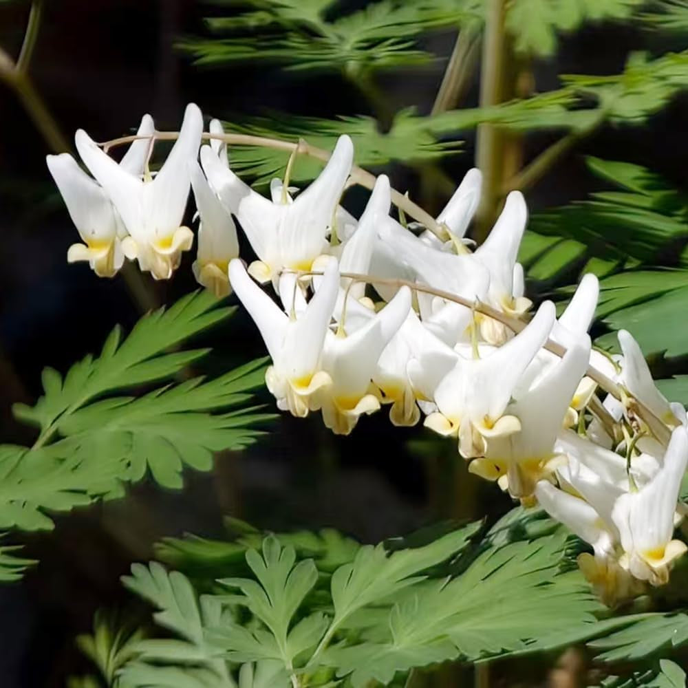 Tränendes Herz, Dicentra Spectabilis - Balkon Blumenwiese Topfblumen Wiesensaatgut Garten Geschenk Schattenpflanzen Wildblumensamen Frühlingsblume Winterharte Kübelpflanzen Hochbeet 10Samen