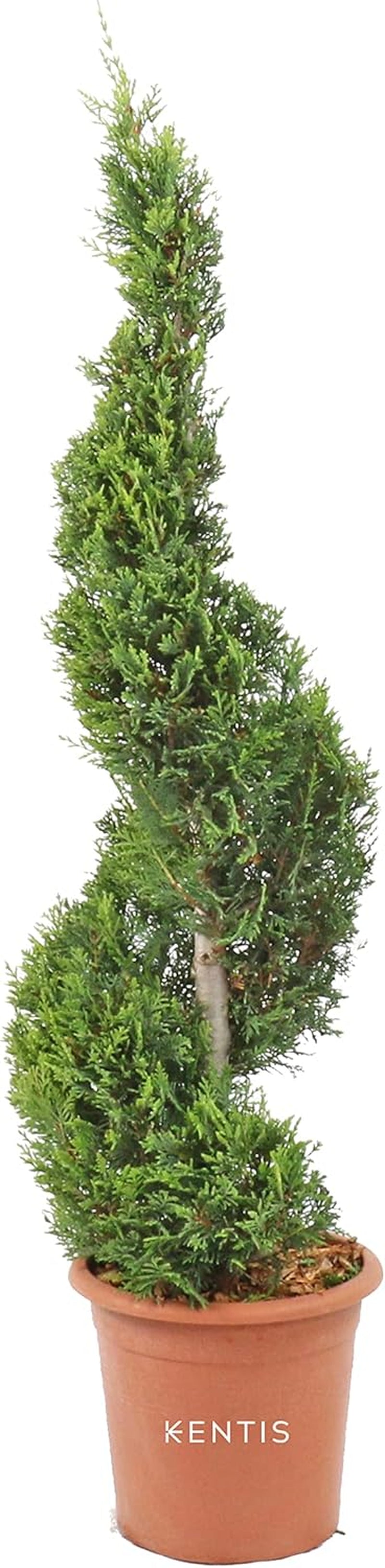 KENTIS - Cupressocyparis Leylandii - Drei Ball Zypressen - Echte Winterharte Pflanzen Für Garten - H 140-160 Cm Topf Ø 30 Cm