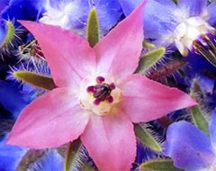 Semena 20ks Borago Officinalis Semena exotických květin Venkovní květinová zahrada Krásná a jasná (Liu Li Ju): 13