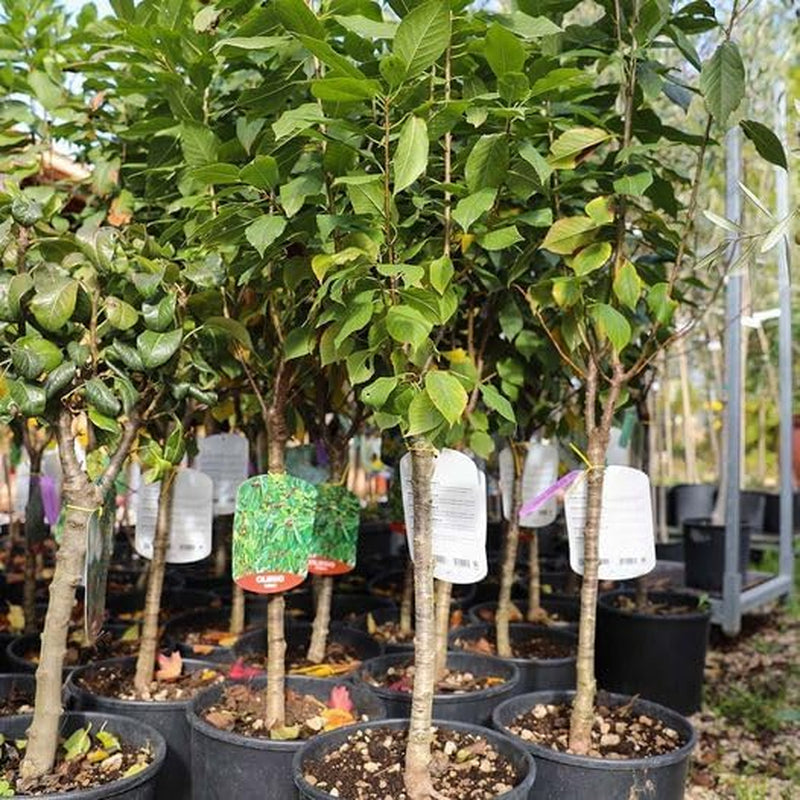 Zwerg-Süßkirschbaum Lapins Auf Gisela 5 – Selbstfruchtend, Obstpflanze Im Topf Ø 20 Cm — Höhe 150-170 Cm, Alter: 2 Jahre – Italienische Baumschule