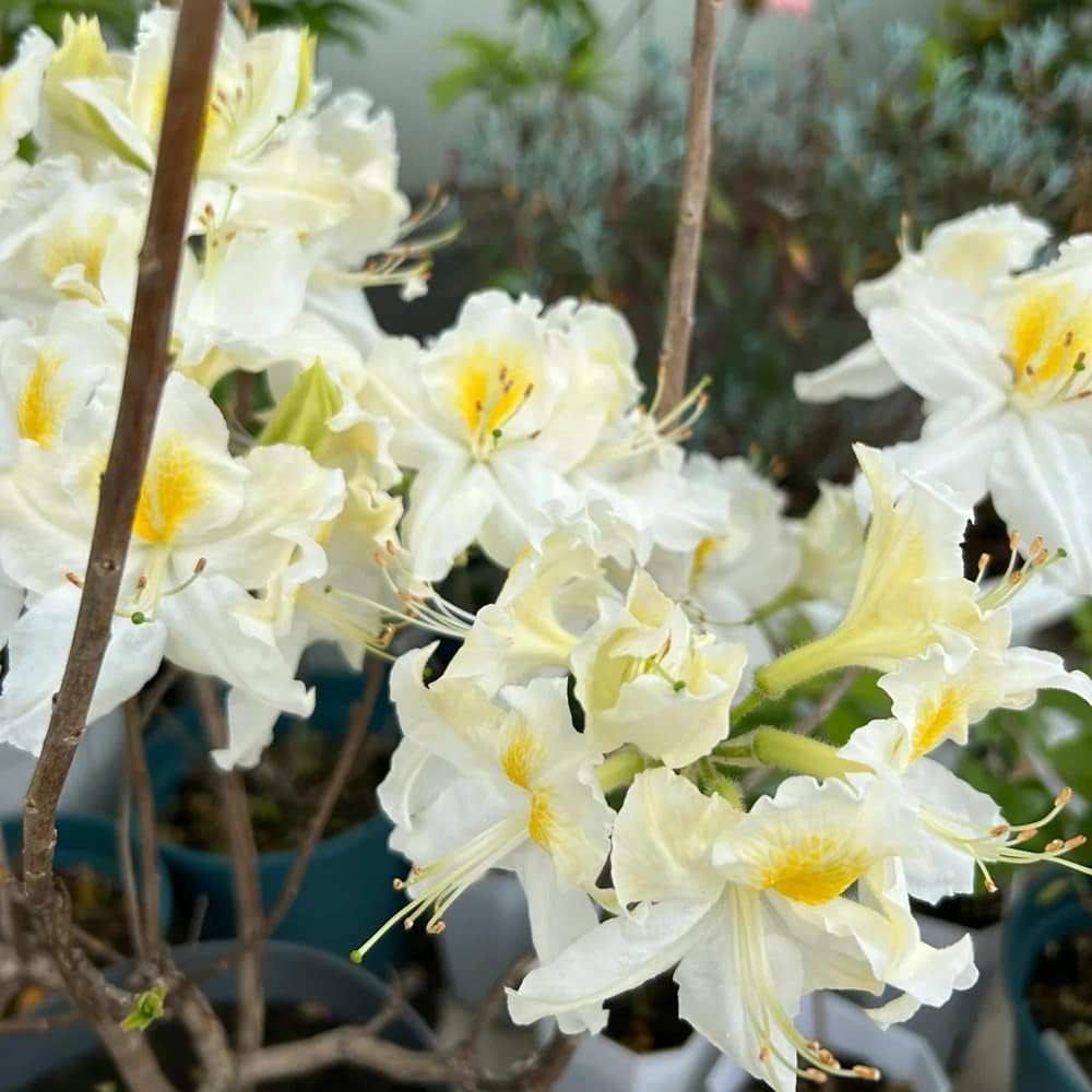 Rhododendron Gartenblumen, Zimmerpflanzen Seltene Azalee Deko, Blumenwiese Mehrjährig, Herbst Deko 60Samen
